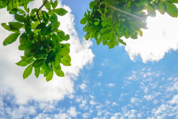 Schöne Bäume verzweigen sich am blauen Himmel . — Stockfoto