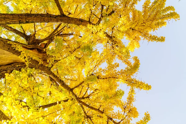 Krásné barevné podzimní listy — Stock fotografie