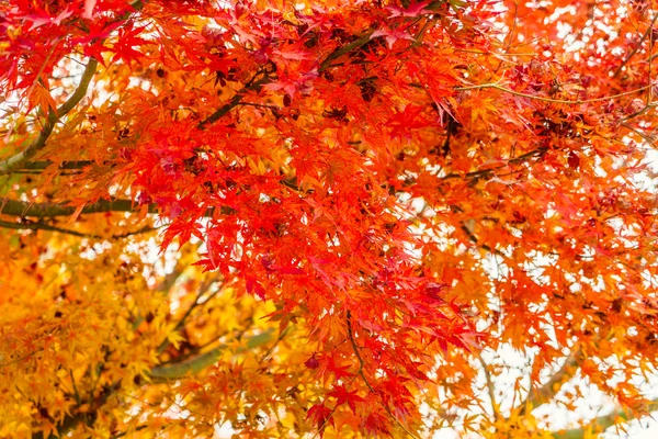 Schöne bunte Herbstblätter — Stockfoto