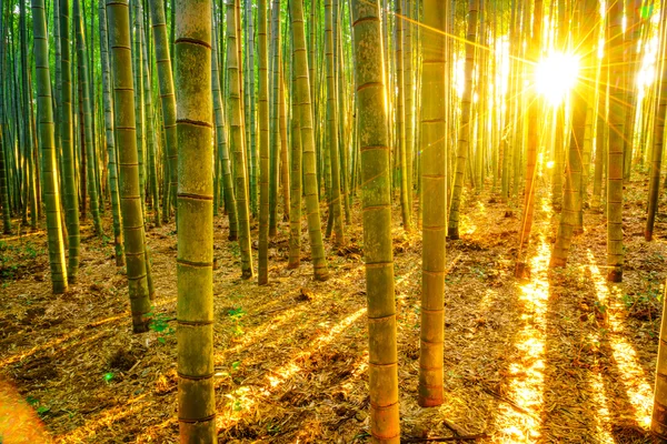 Bamboebos met zonnige in ochtend — Stockfoto