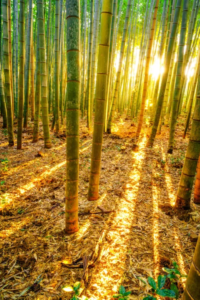Bambuskog med soliga morgonen — Stockfoto