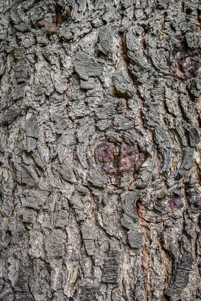 Imagen de Fondo de textura de madera —  Fotos de Stock