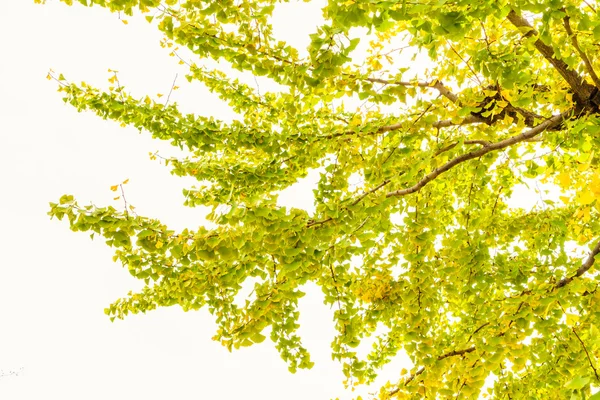 Belles feuilles d'automne colorées — Photo