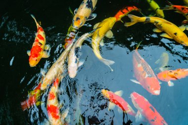 Renkli Koi balık suda yüzmek .