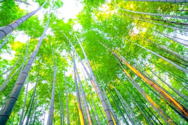 Bambu ormanı güneşli sabah