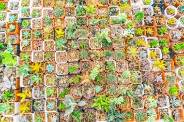 Güzel küçük kaktüs alan .