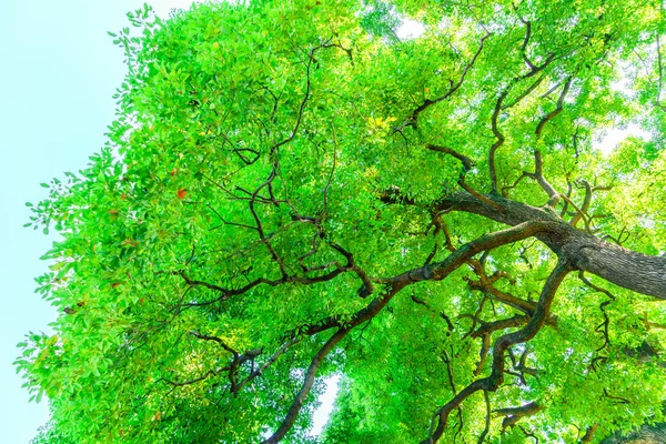 Imagens de árvores florestais — Fotografia de Stock