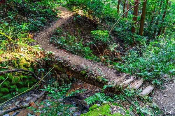 Tangga di hutan — Stok Foto