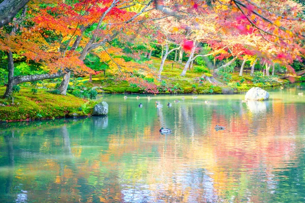 Bosque de otoño con río — Foto de Stock