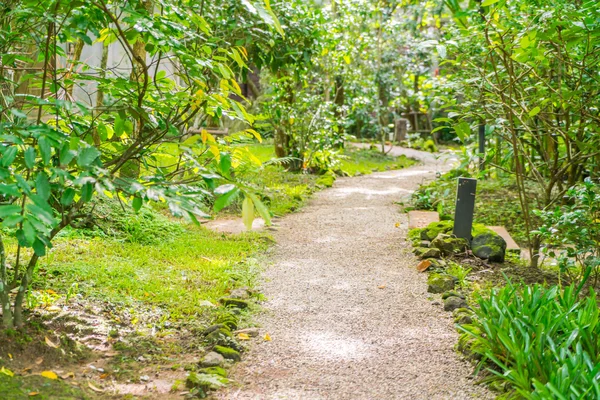 Camino en el bosque verde   . — Foto de Stock