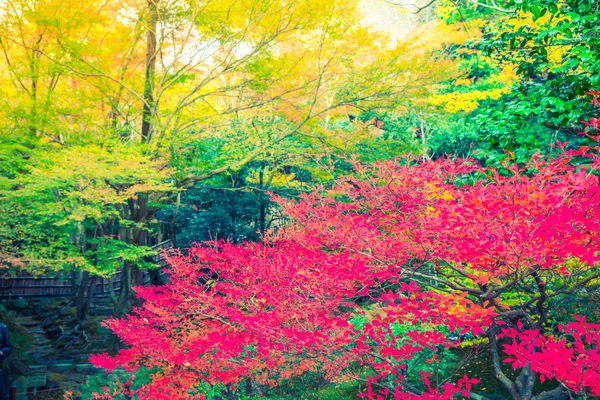 Lindas folhas de outono coloridas (imagem filtrada processada vint — Fotografia de Stock