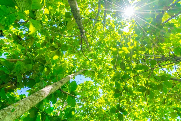 Grüner Wald mit Sonnenlicht . — Stockfoto