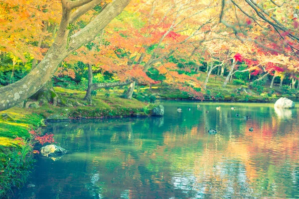 Bosque de otoño con río (Imagen filtrada procesada effe vintage — Foto de Stock