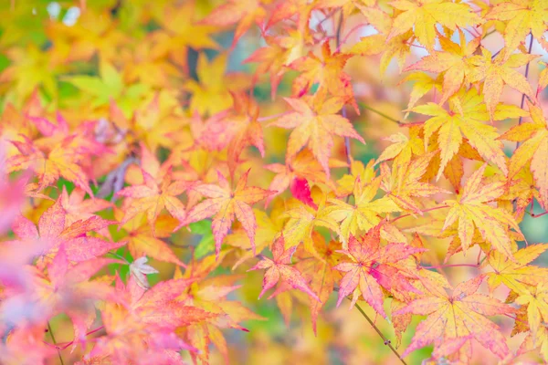 Schöne bunte Herbstblätter — Stockfoto