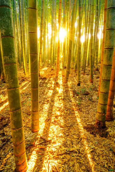 Bamboebos met zonnige in ochtend — Stockfoto