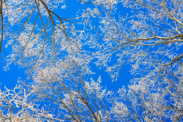 Frozen trees in winter with blue sky — Stock Photo, Image