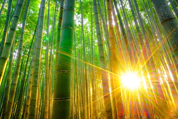 Floresta de bambu com sol de manhã — Fotografia de Stock