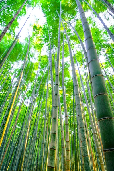 Foresta di bambù con sole al mattino — Foto Stock