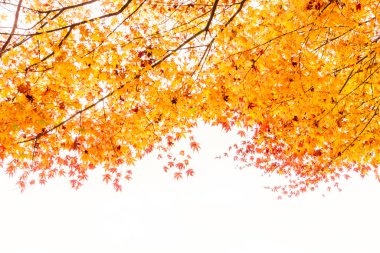 Güzel renkli sonbahar yaprakları