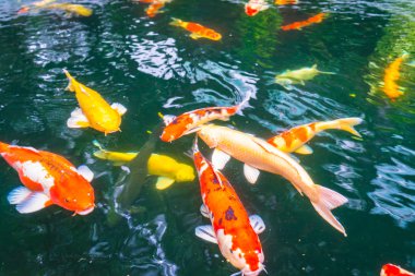 Renkli Koi balık suda yüzmek .