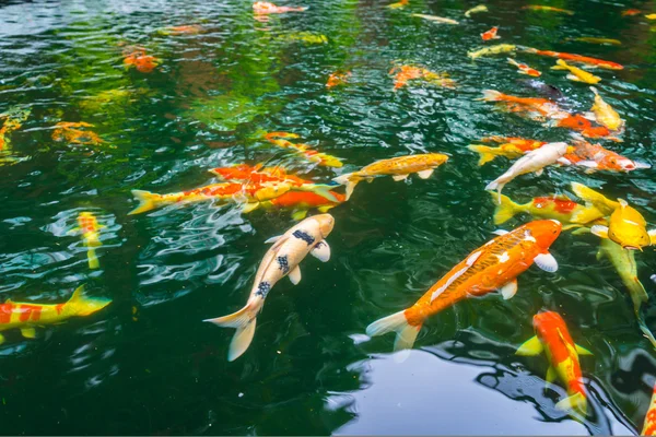 Coloridos peces Koi nadando en el agua  . — Foto de Stock