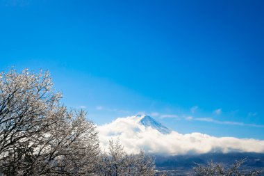 Dağ Fuji ağaçlar üzerinde buz kaplama ile