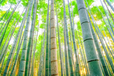 Bambu ormanı güneşli sabah