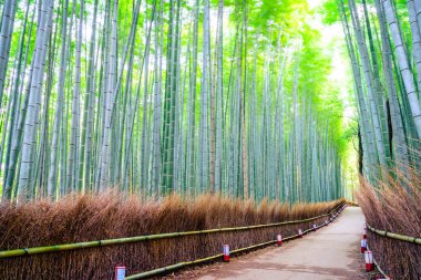 Bamboo Forest in Japan clipart