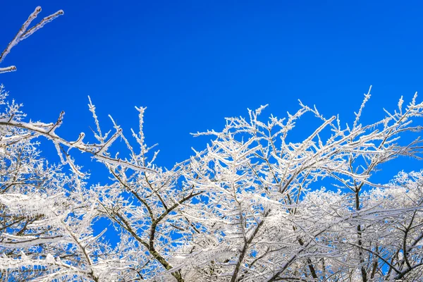 Arbres gelés en hiver avec ciel bleu — Photo