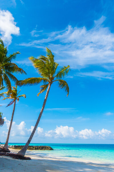 Beautiful tropical Maldives island, white sandy beach and sea  w