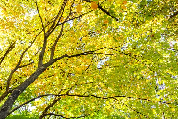 Mooie kleurrijke herfstbladeren — Stockfoto