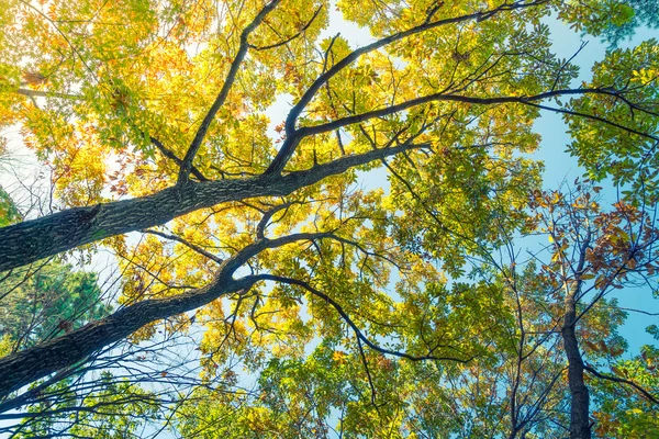 Mooie kleurrijke herfstbladeren — Stockfoto