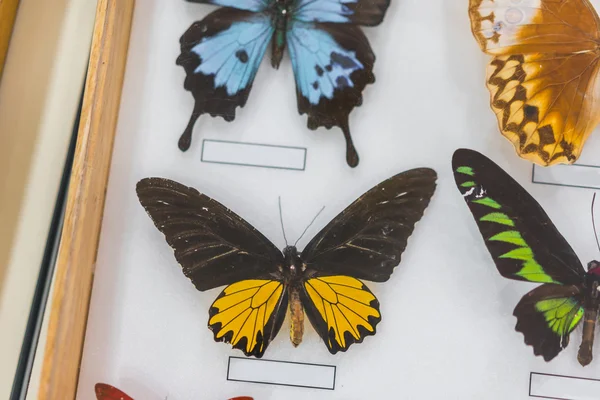 Krásný motýl v rámu . — Stock fotografie