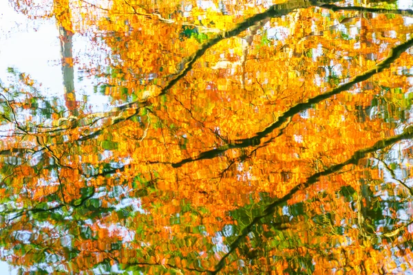 Bunte Herbstbäume spiegeln sich im Wasser — Stockfoto