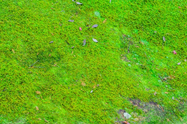 Свіжий весняний Зелений лишайника — стокове фото