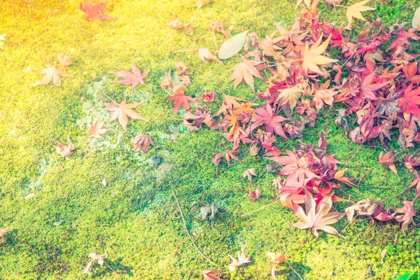 Rojo Amarillo hojas de arce de otoño en la hierba verde primavera fresca —  Fotos de Stock
