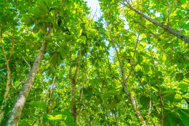 Güneş ışığıyla yeşil orman .