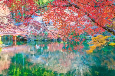 Recai-ji Tapınağı Güz, Kyoto, Japonya