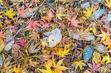 Taze bahar yeşil çimenlerin üzerinde kırmızı sarı sonbahar akçaağaç yaprakları