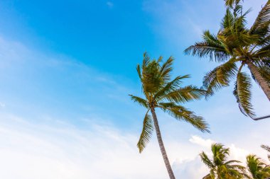 Hindistan cevizi ağacı üzerinde mavi gökyüzü .