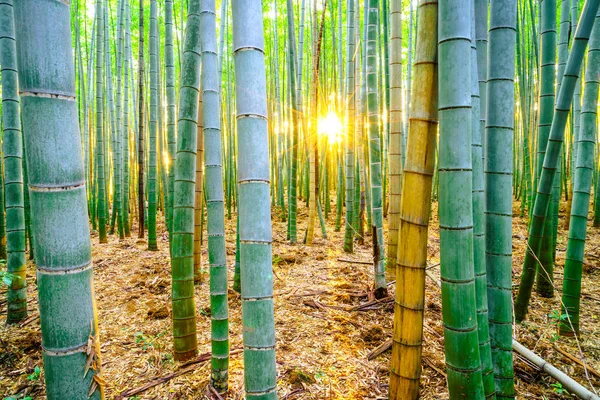 Бамбуковый лес с солнечным утром — стоковое фото