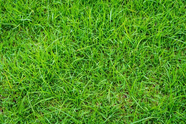 Image en gros plan de l'herbe fraîche verte printanière — Photo