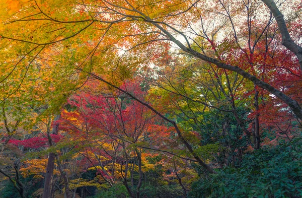 아름다운 단풍 잎 — 스톡 사진