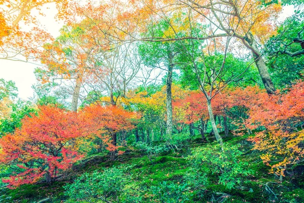 Gyönyörű színes őszi levelek (szűrt kép feldolgozott vint — Stock Fotó