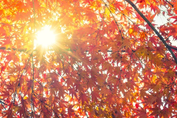 Güzel renkli sonbahar yaprakları