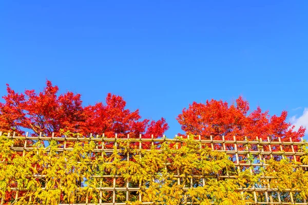 Hermosas hojas coloridas de otoño —  Fotos de Stock