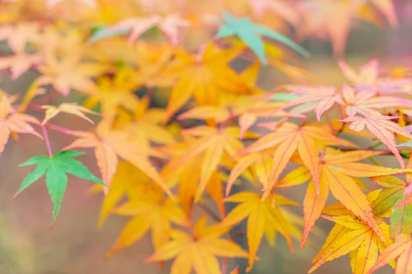 Belles feuilles d'automne colorées — Photo