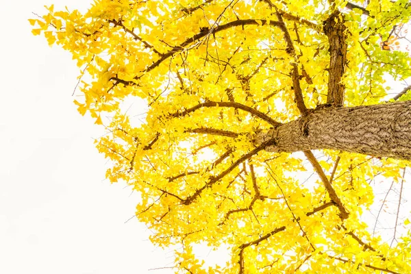 Belas folhas de outono coloridas — Fotografia de Stock