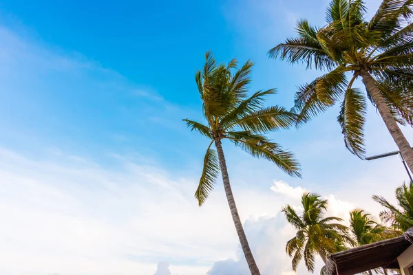 Coconut tree over  blue sky . — Stock Photo, Image
