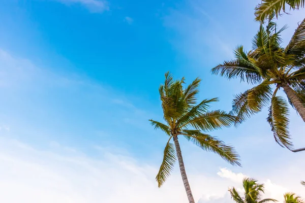 Kokosnussbaum über blauem Himmel . — Stockfoto